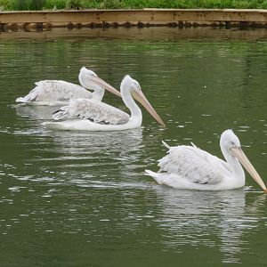Dalmatian pelicans