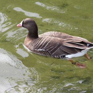 Lesser white fronted goose