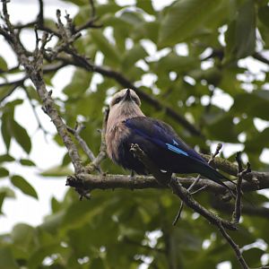 Blue-bellied roller - Sanctuaire des okapis [2020]