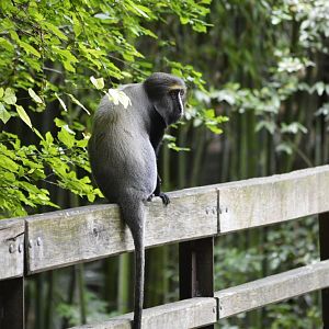 Hamlyn's monkey - Sanctuaire des okapis [2020]