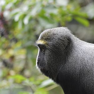 Hamlyn's monkey - Sanctuaire des okapis [2020]