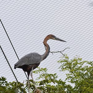 Goliath heron - Sanctuaire des okapis [2020]