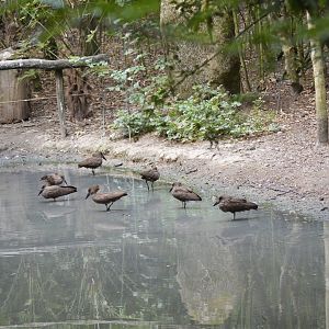 Lots of hamerkops - Sanctuaire des okapis [2020]