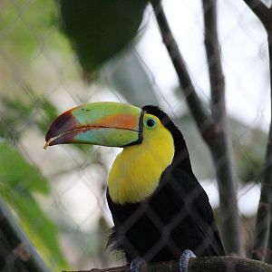 Keel-billed Toucan