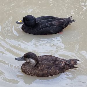 Common scoter