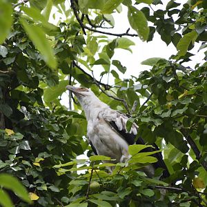 Palm-nut vulture - Sanctuaire des okapis [2020]