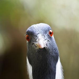 Demoiselle crane [2020]