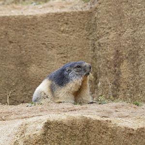 Alpine marmot [2020]
