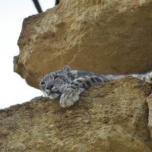 Snow leopard [2020]