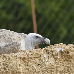 Griffon vulture [2020]