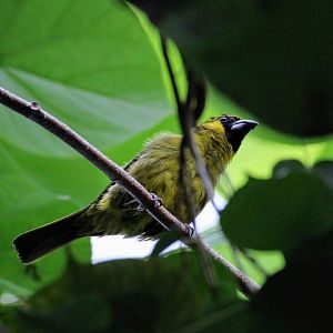 Yellow-green Grosbeak