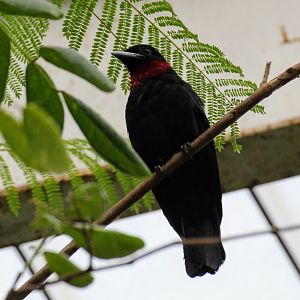 Purple-throated Fruitcrow