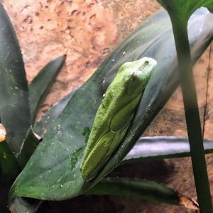Gliding Tree Frog