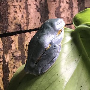Splendid Leaf Frog