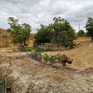 Black rhino exhibit - Vallée des rhinocéros [2020]