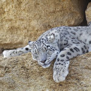 Sleepy snow leopards [2020]
