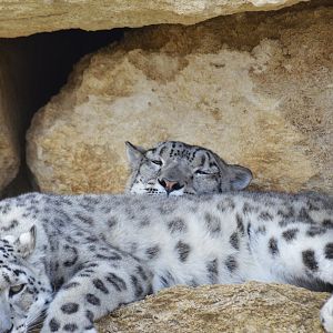 Sleepy snow leopards [2020]