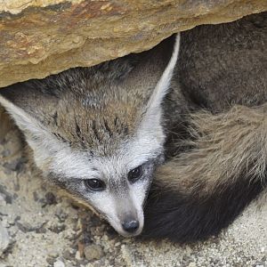 Bat-eared fox [2020]