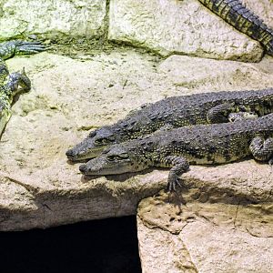 Morelet's Crocodiles