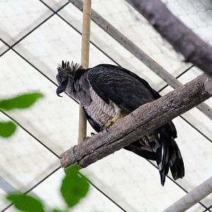 Guianan Crested Eagle