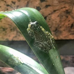 Atrato Glass Frog