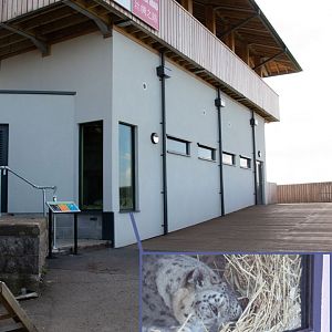 Snow leopard house