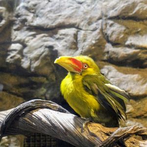 Saffron Toucanet