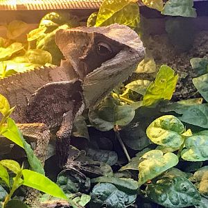 Hernandez's Helmeted Basilisk