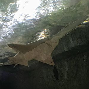 Freshwater Sawfish