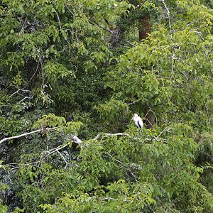 Yellow-billed stork - Sanctuaire des okapis [2020]
