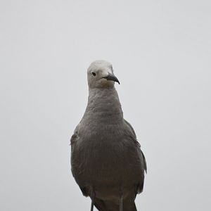 Grey gull - Grande volière sud-américaine [2020]