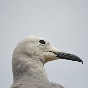 Grey gull - Grande volière sud-américaine [2020]