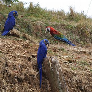 Macaws - Grande volière sud-américaine [2020]