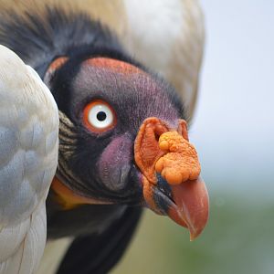 King vulture - Grande volière sud-américaine [2020]