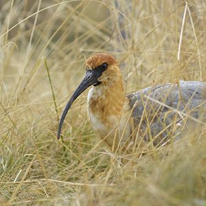 Black-faced ibis - Grande volière sud-américaine [2020]