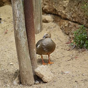 Ruddy-headed goose - Grande volière sud-américaine [2020]