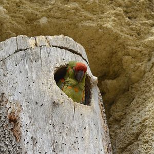 Red-fronted macaw - Grande volière sud-américaine [2020]