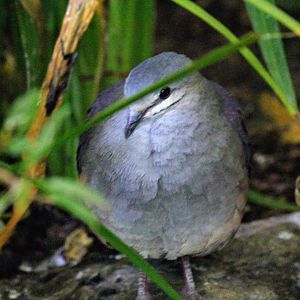 Purplish-backed Quail-Dove