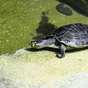 Yellow-spotted Amazon River Turtle
