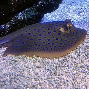 Blue-spotted Ribbontail Ray