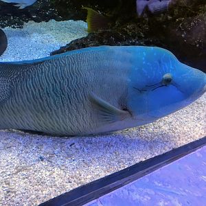 Humphead Wrasse