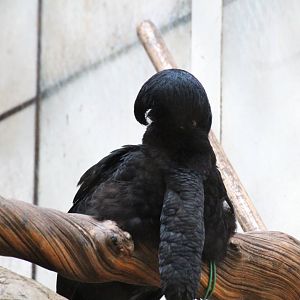 Long-wattled Umbrellabird