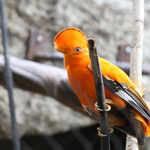 Guianan Cock-of-the-Rock