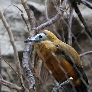 Capuchinbird