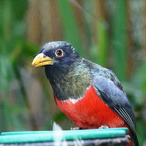Black-tailed Trogon