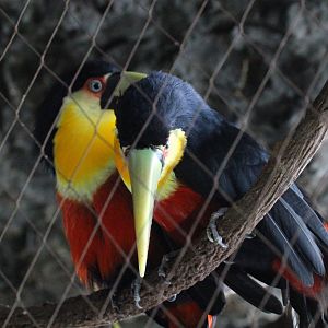 Red-breasted Toucan