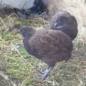 Black-breasted Wood-Quail
