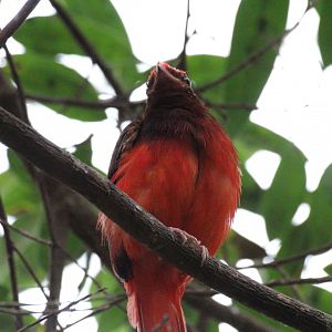 Guianan Red Cotinga