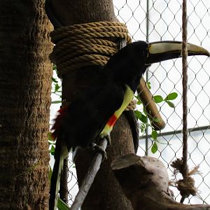 Black-necked Aracari