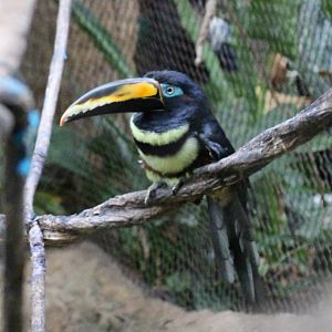 Many-banded Aracari